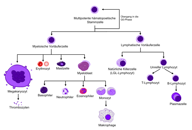 Vereinfachtes Modell der Hämatopoese.