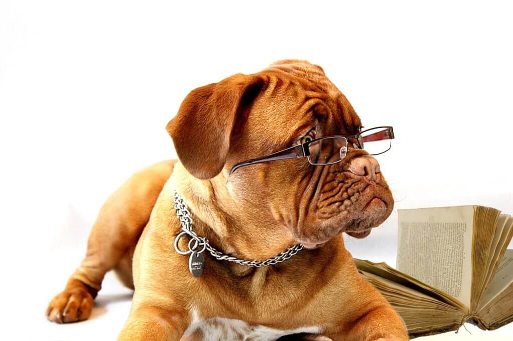 Bordeaux Dogge mit Brille ist G8 oder G9 egal