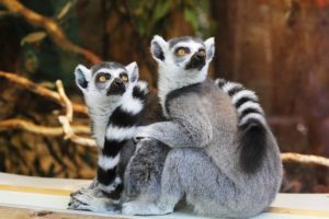 Tiere rechnen Lemuren können Mengen unterscheiden